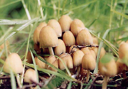   Coprinus micaceus